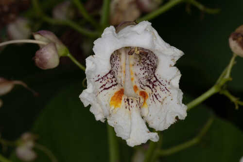 Catalpa bignonioides #1